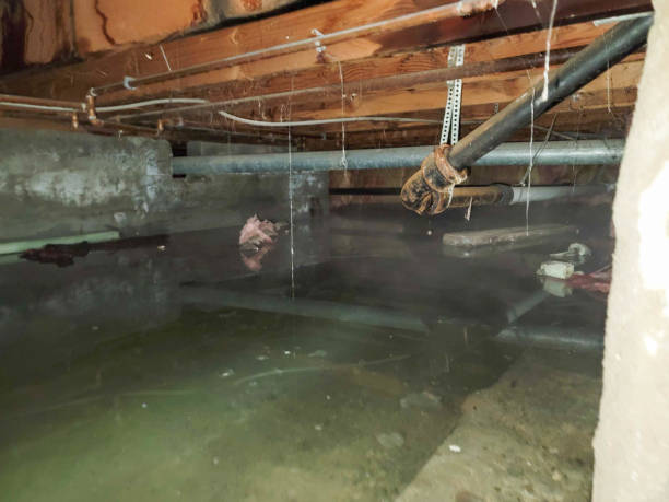 Best Local water damage restoration  in Overland, MO